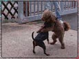 Doggie Fightclub