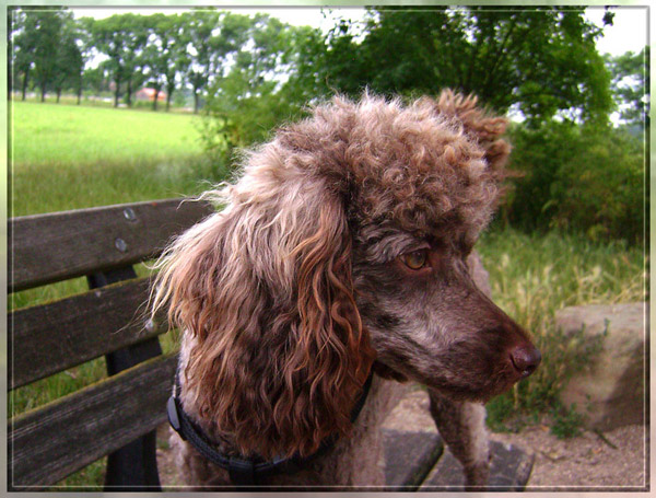 Neuer Hund schon wieder