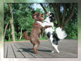 doggie dancing