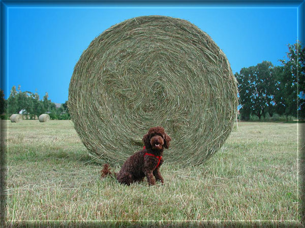 Hundewiese, frisch rasiert