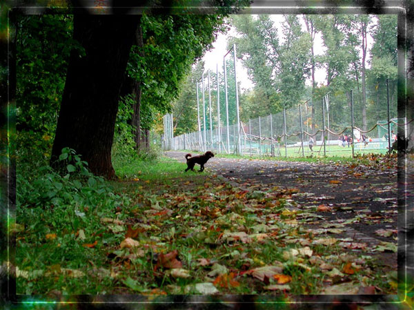 Furzball vaschdehn wa nich