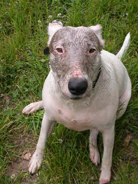 Auch ein Bull ist schließlich ein Terrier