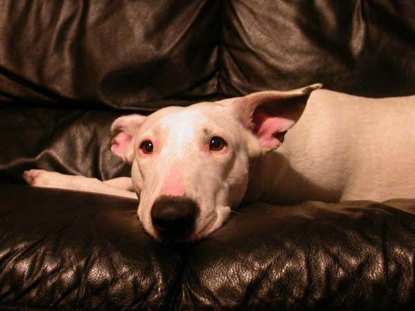 Babe auf dem schwarzen Sofa