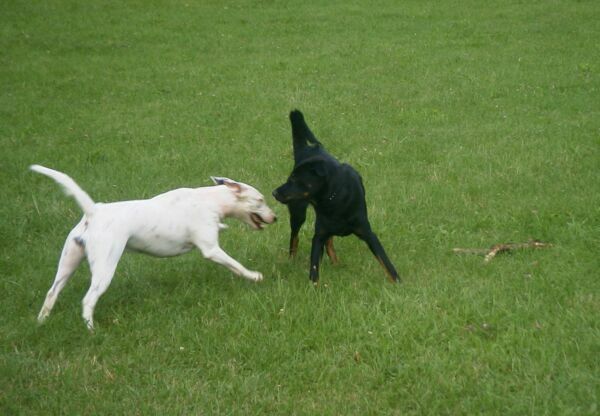 Un das in Fürth auffer Hundewiese.