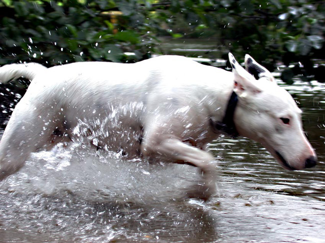 jagt_im_wasser.jpg