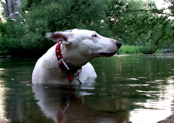 Babe ist wieder im Wasser - aber etwas ist neu!