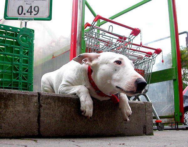 Babe Kleinerhund beäugt mißtrauisch den üblen Ort