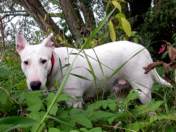 Das ist ganz am Anfang von Babe Kleinerhunds