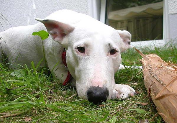 Die schönsten Augen der Hundewelt