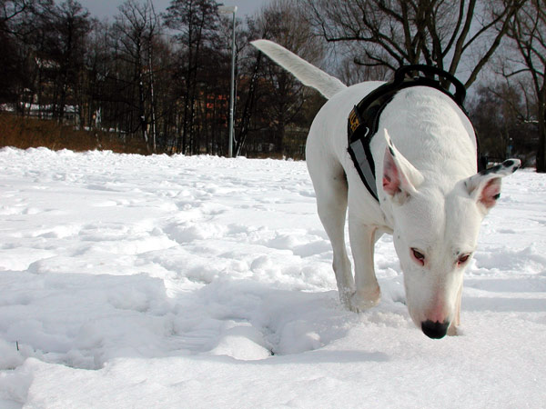 schneeschnueffler.jpg