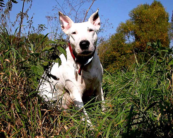 Irgendwie sind das die schönsten Tage für Babe Kleinerhund