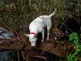 tn_baum_fluss_05_10_23.jpg